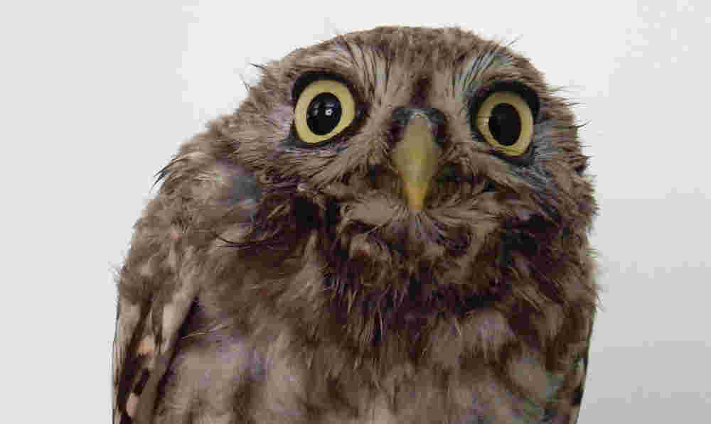 Penningmeester , inwerkperiode 2026