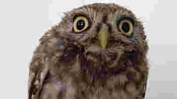 Penningmeester , inwerkperiode 2026