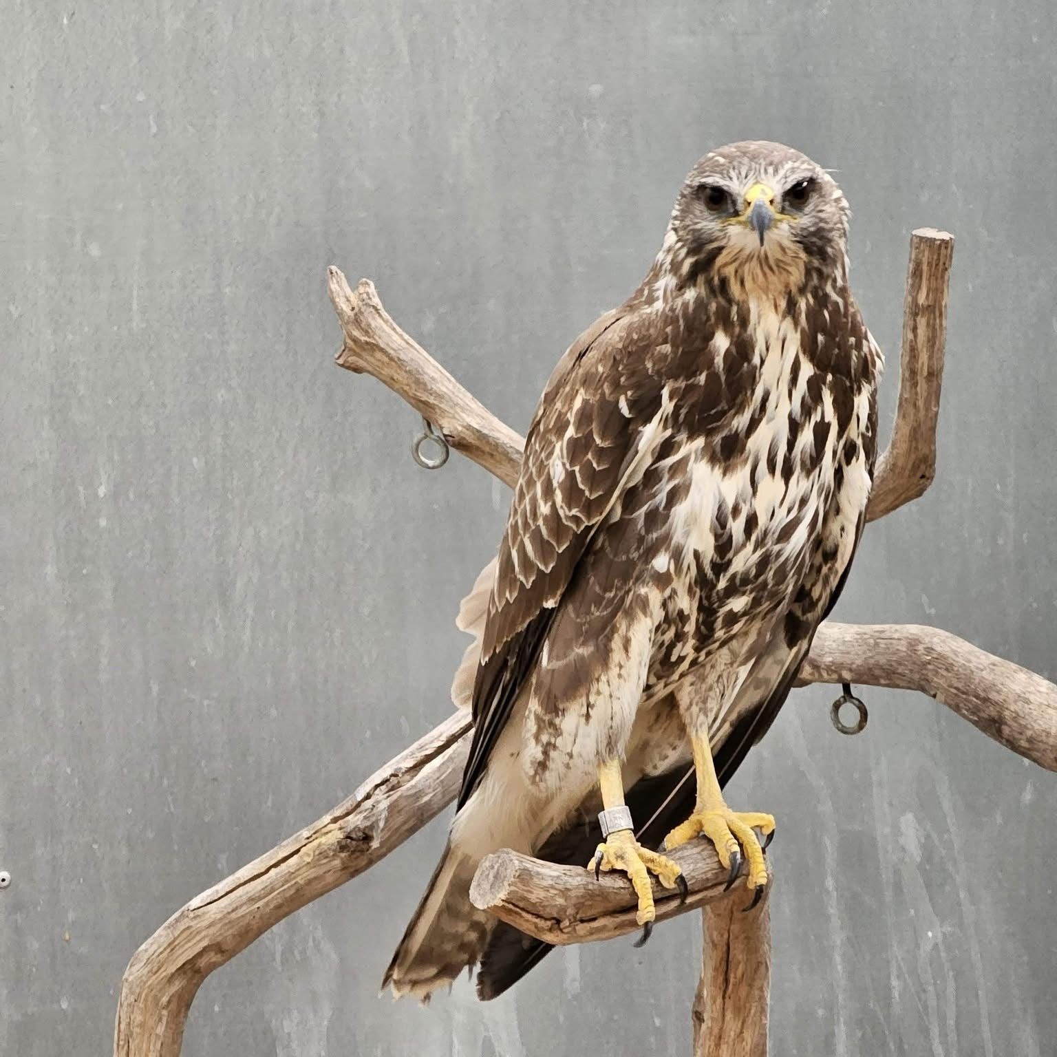 Algemeen bestuurslid