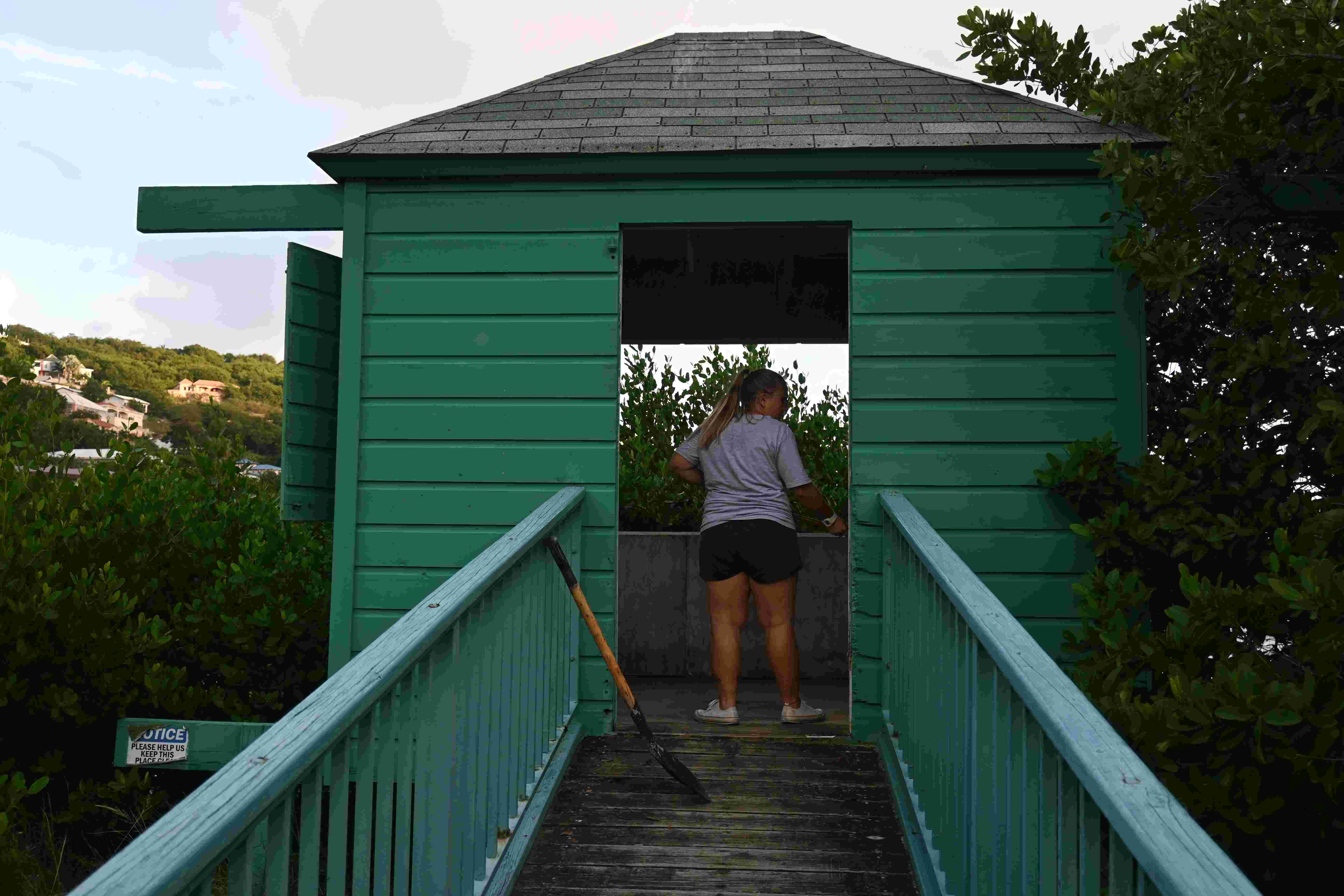 Mangrove trimming at Little Bay Pond birding hut