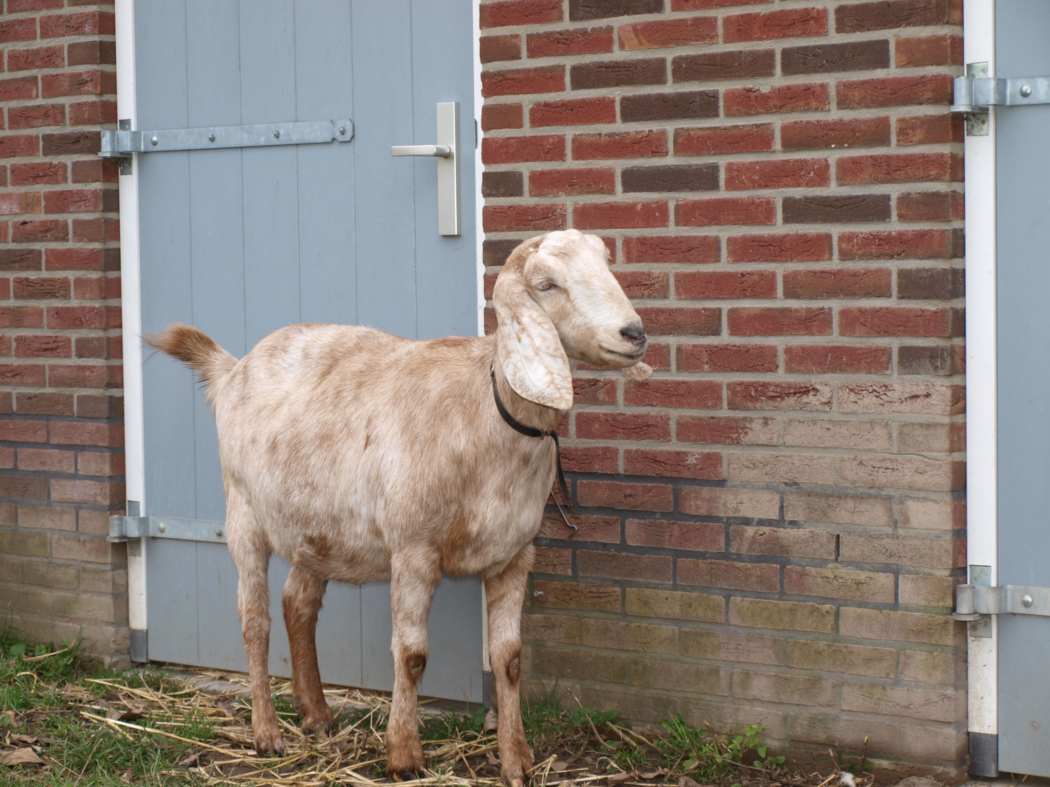 Hulp bij dierverzorging 