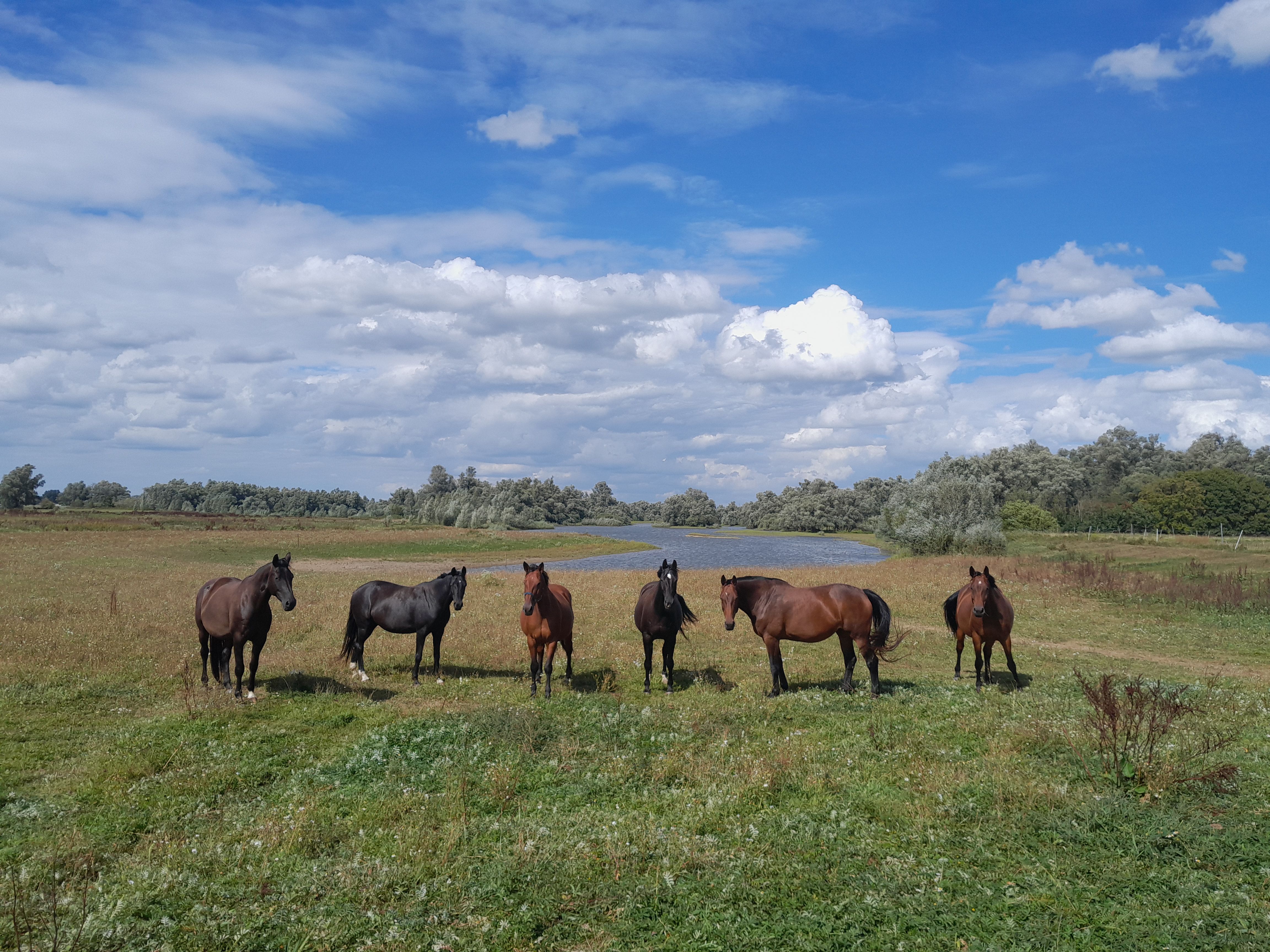 Paarden verzorgen