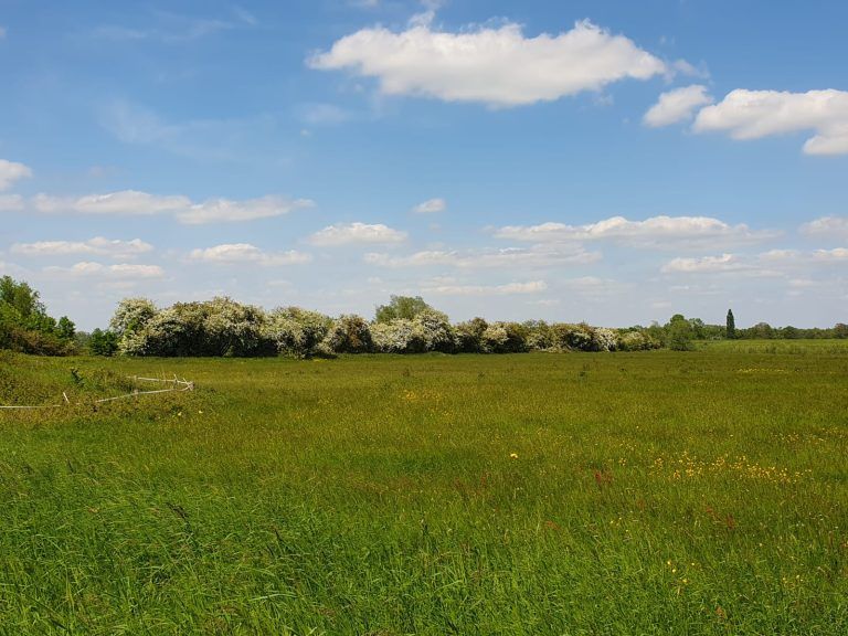 Onderhoud struiken en bomen