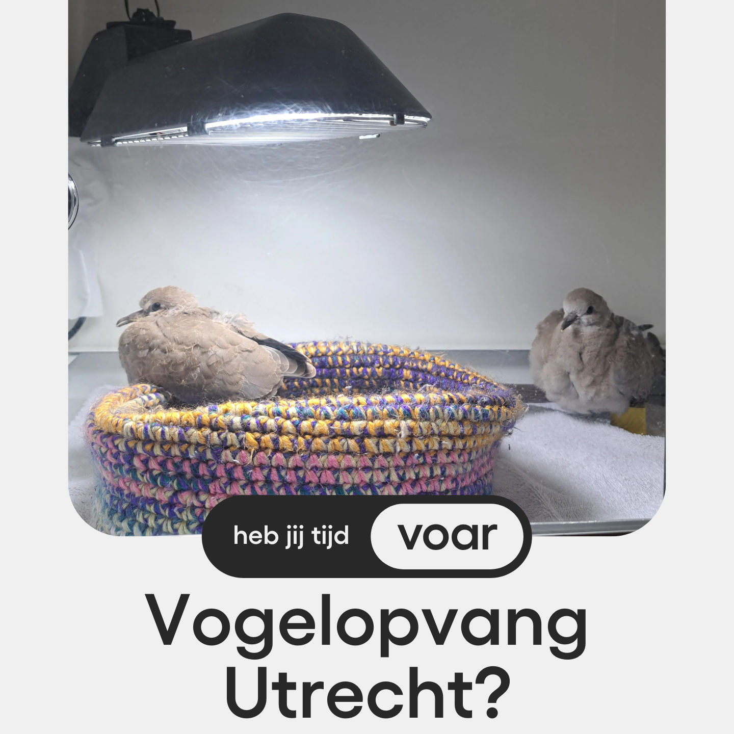 Extra aandacht voor een vrijwilligersorganisatie in Utrecht: bekijk hun actuele vacatures vrijwilligerswerk!