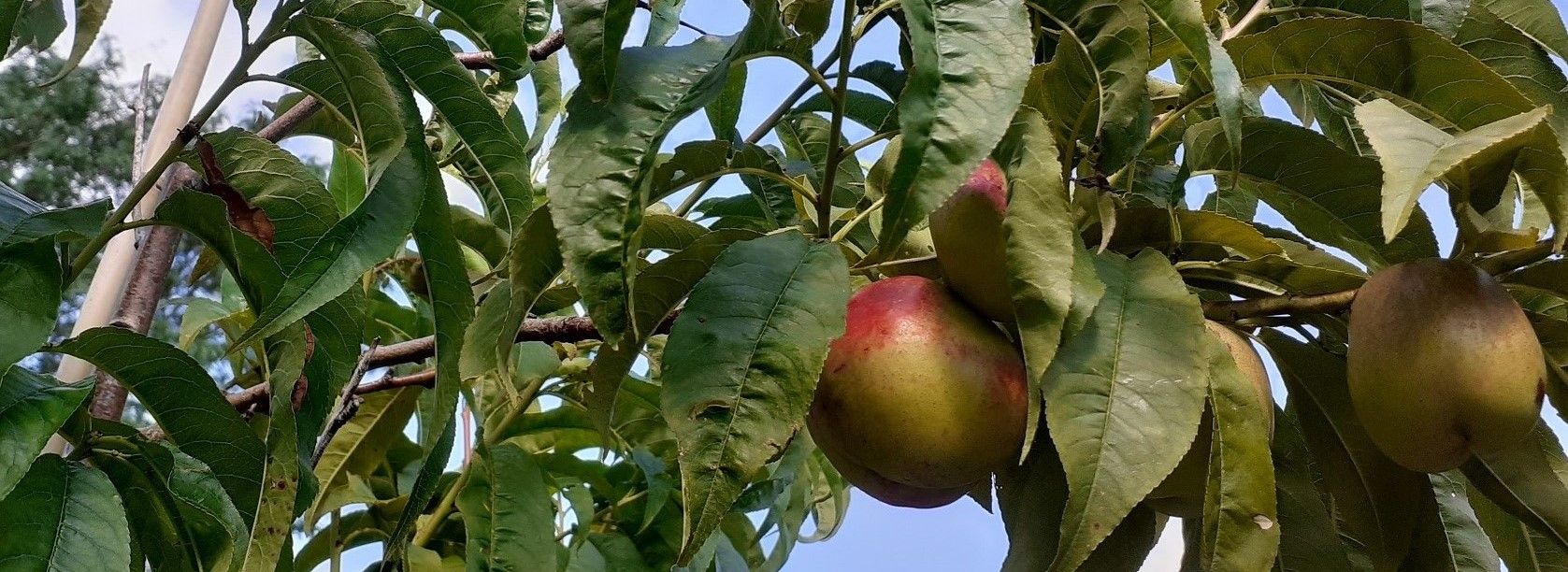 Verzorger voedselbos-fruitbomen en -struiken