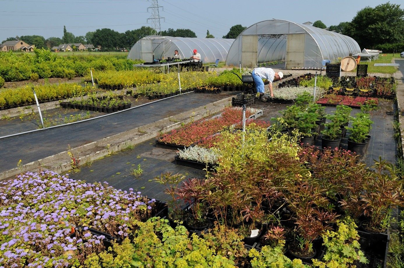 No-Nonsense Buitenmens