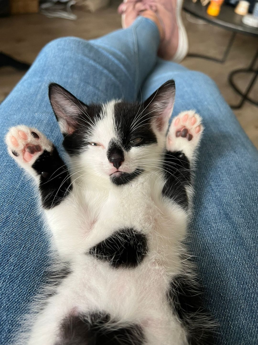 Vrijwilliger bij Kliniek Haags Dierencentrum