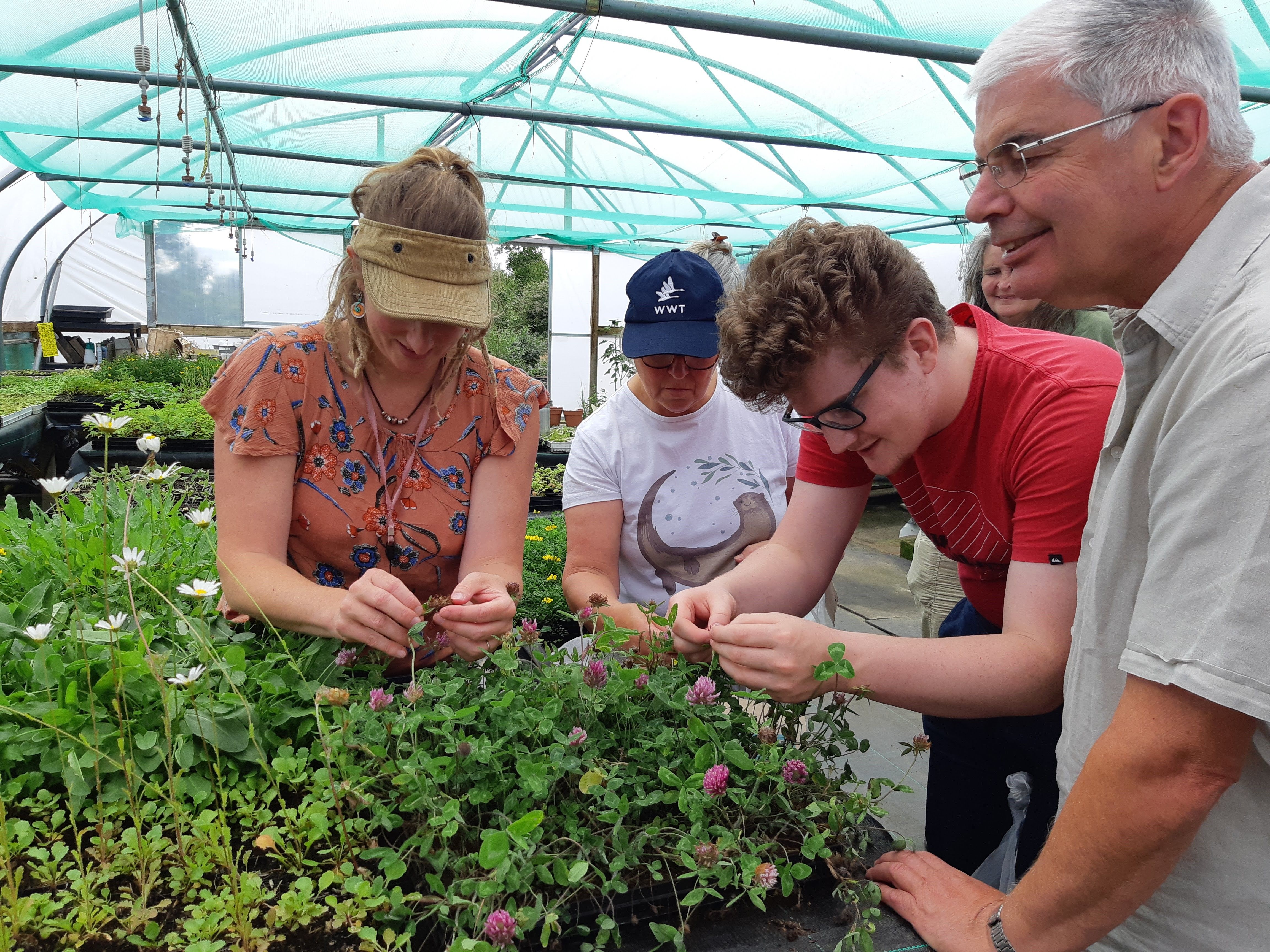Wildflower Growing Volunteer