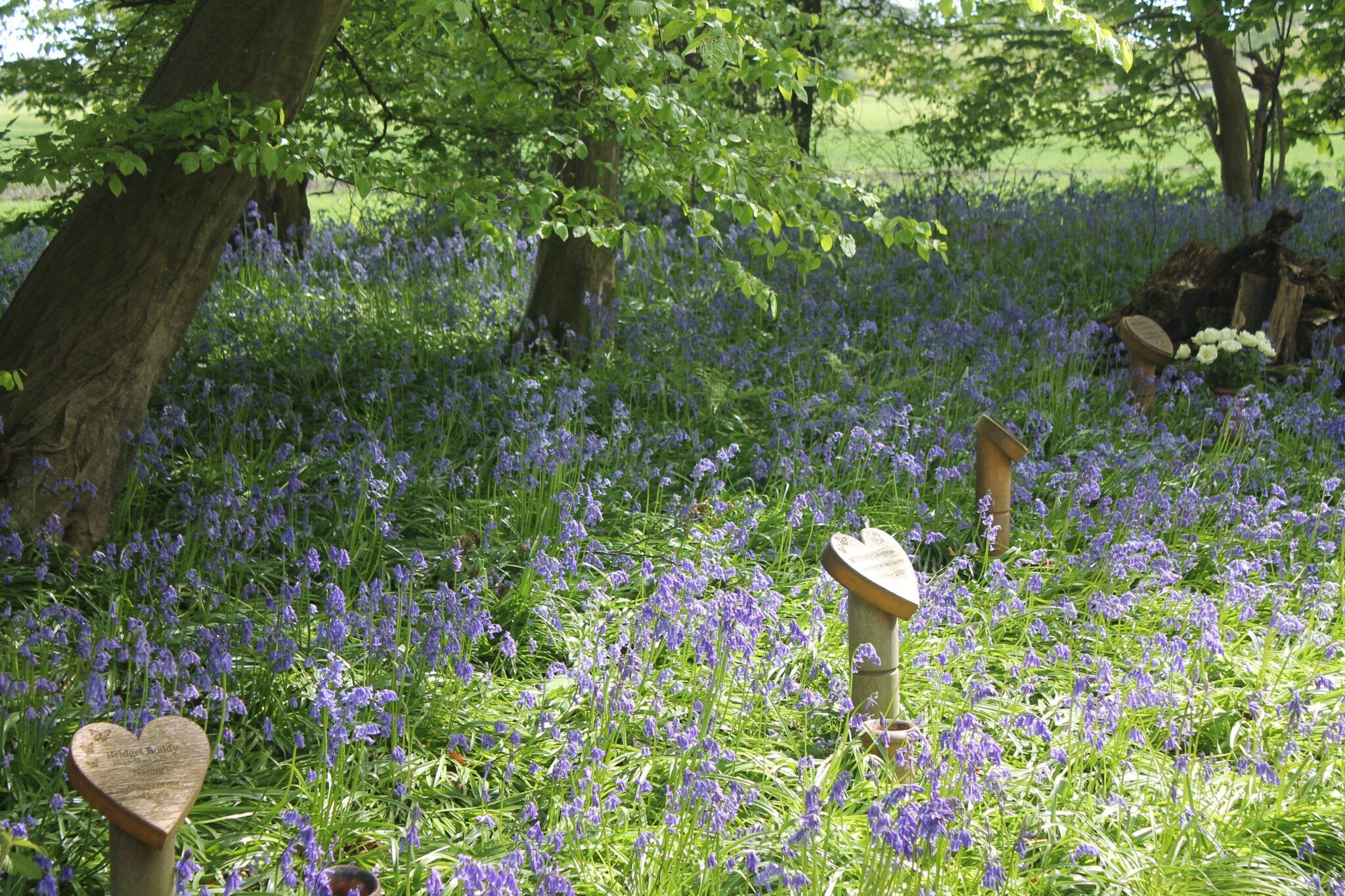 Bluebell Woods Open Day 