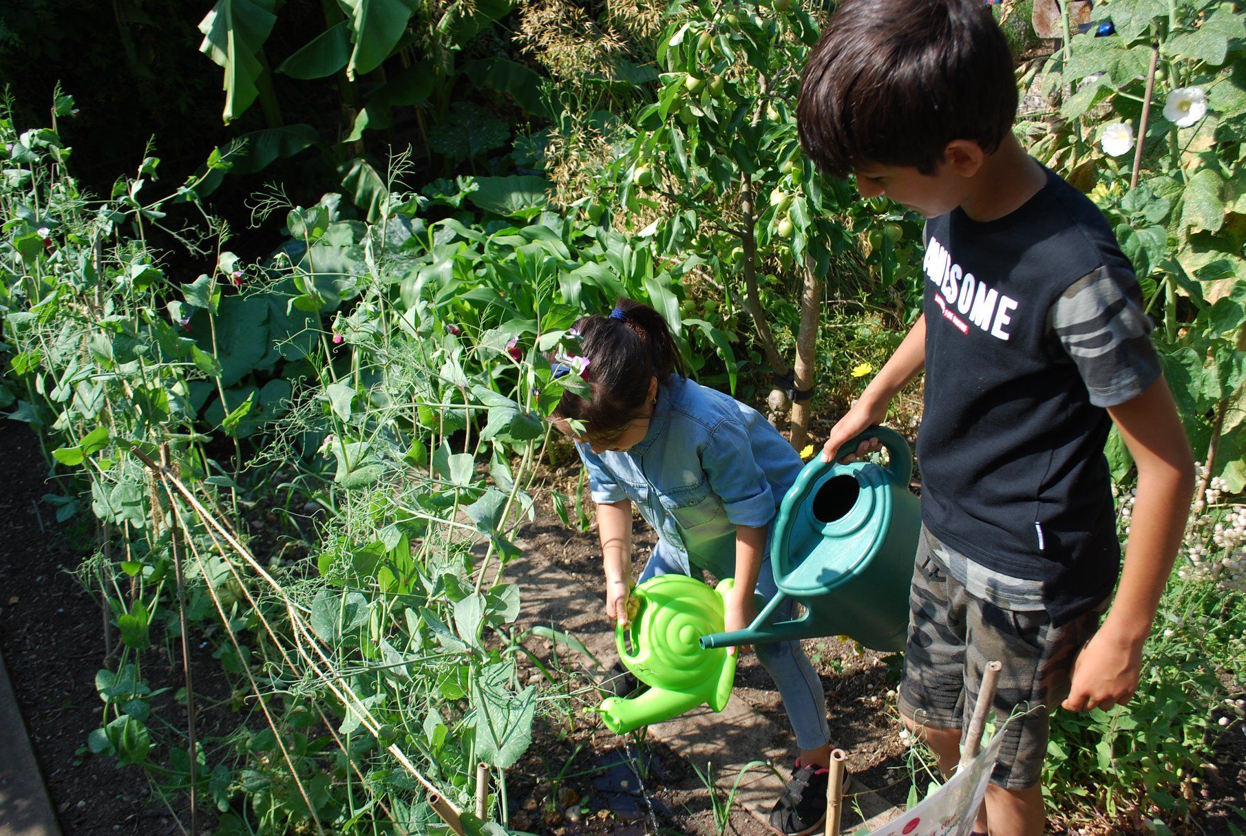 Family Garden Club Volunteer