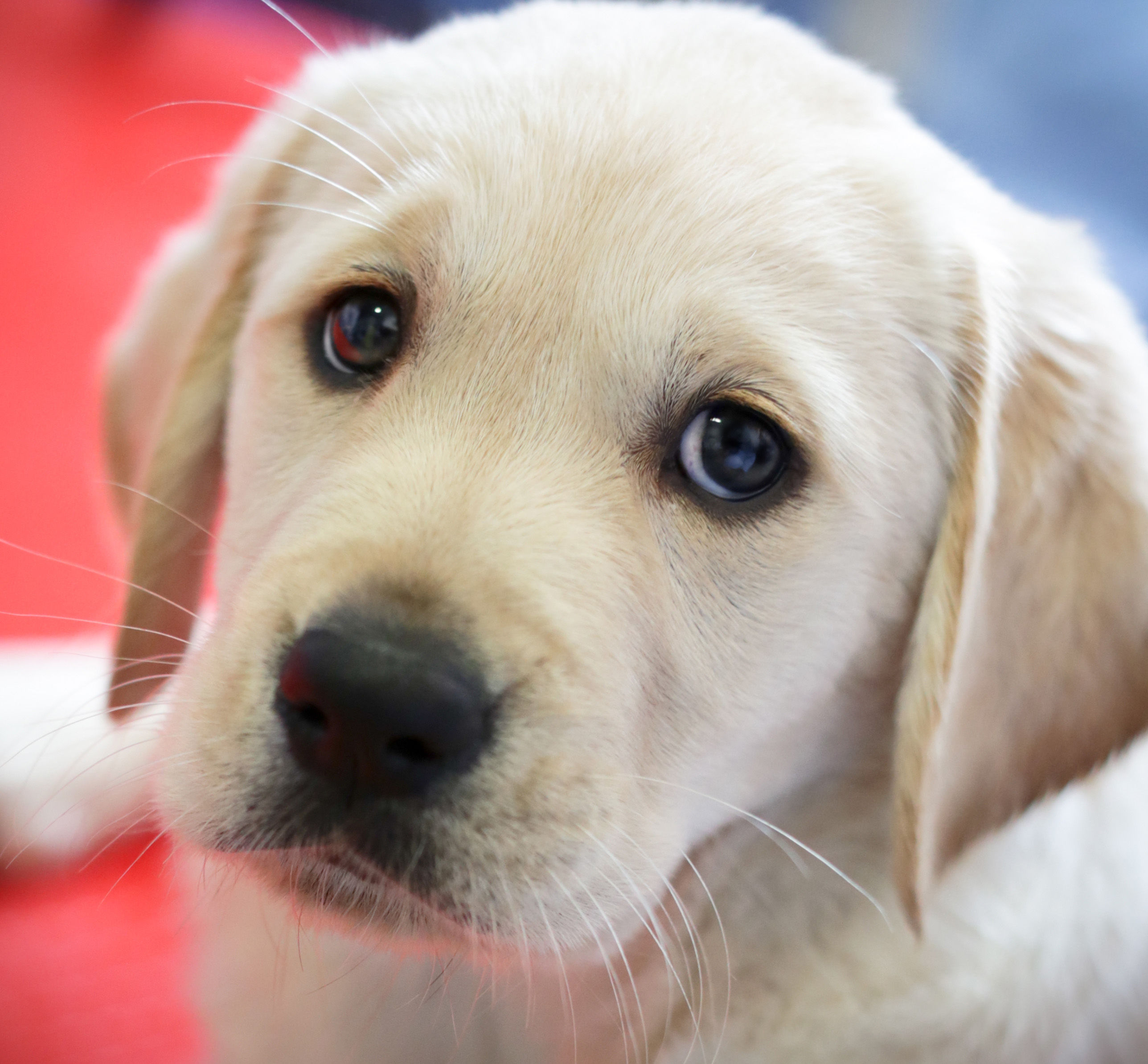 Puppy Raising virtual information event