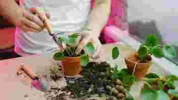 Gastheer of gastvrouw gezocht voor Bakkie & Groen (2 personen)