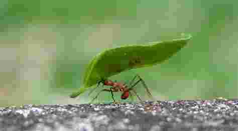 Opgeruimde en goed geluimde nijvere mier