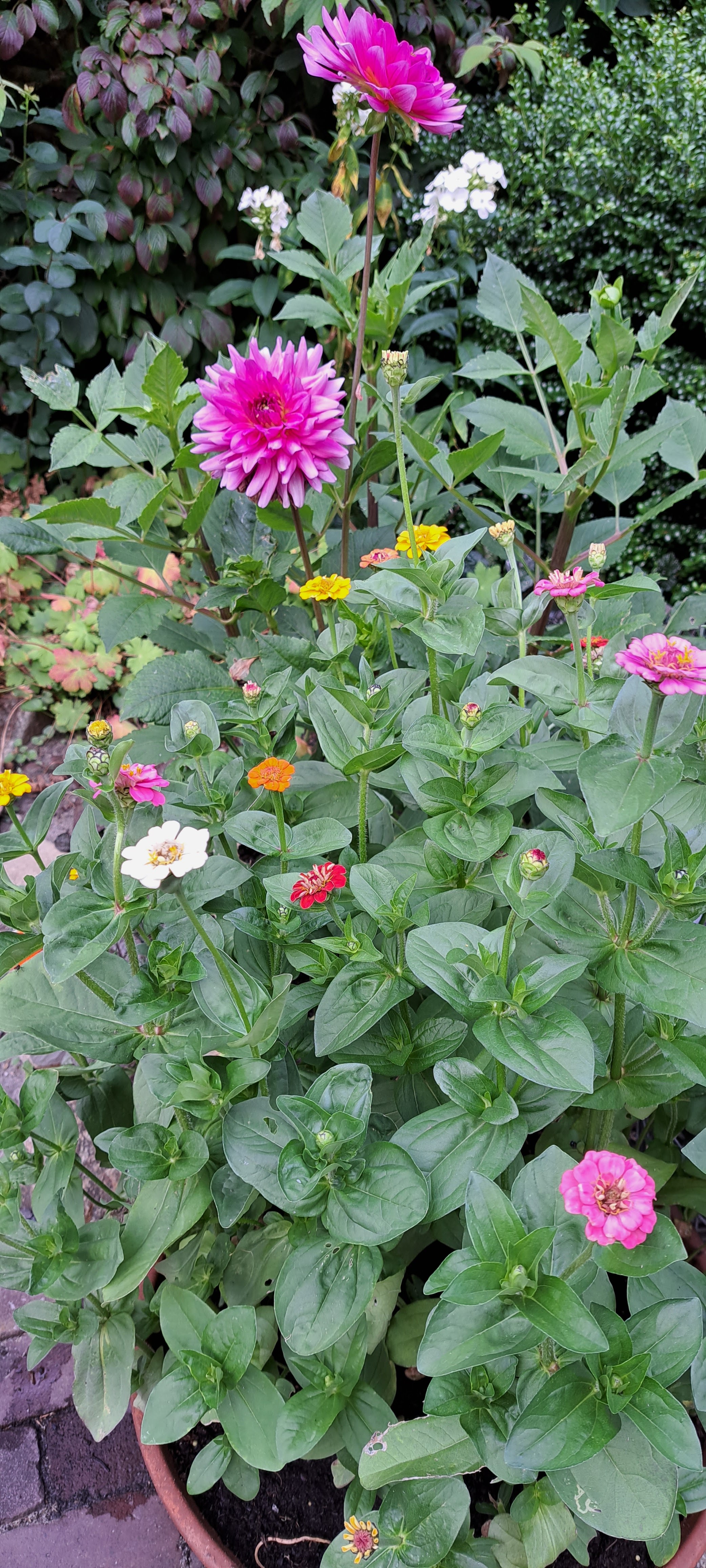 Samen een bloemen- en bessenpluktuin onderhouden