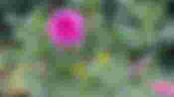 Samen een bloemen- en bessenpluktuin onderhouden