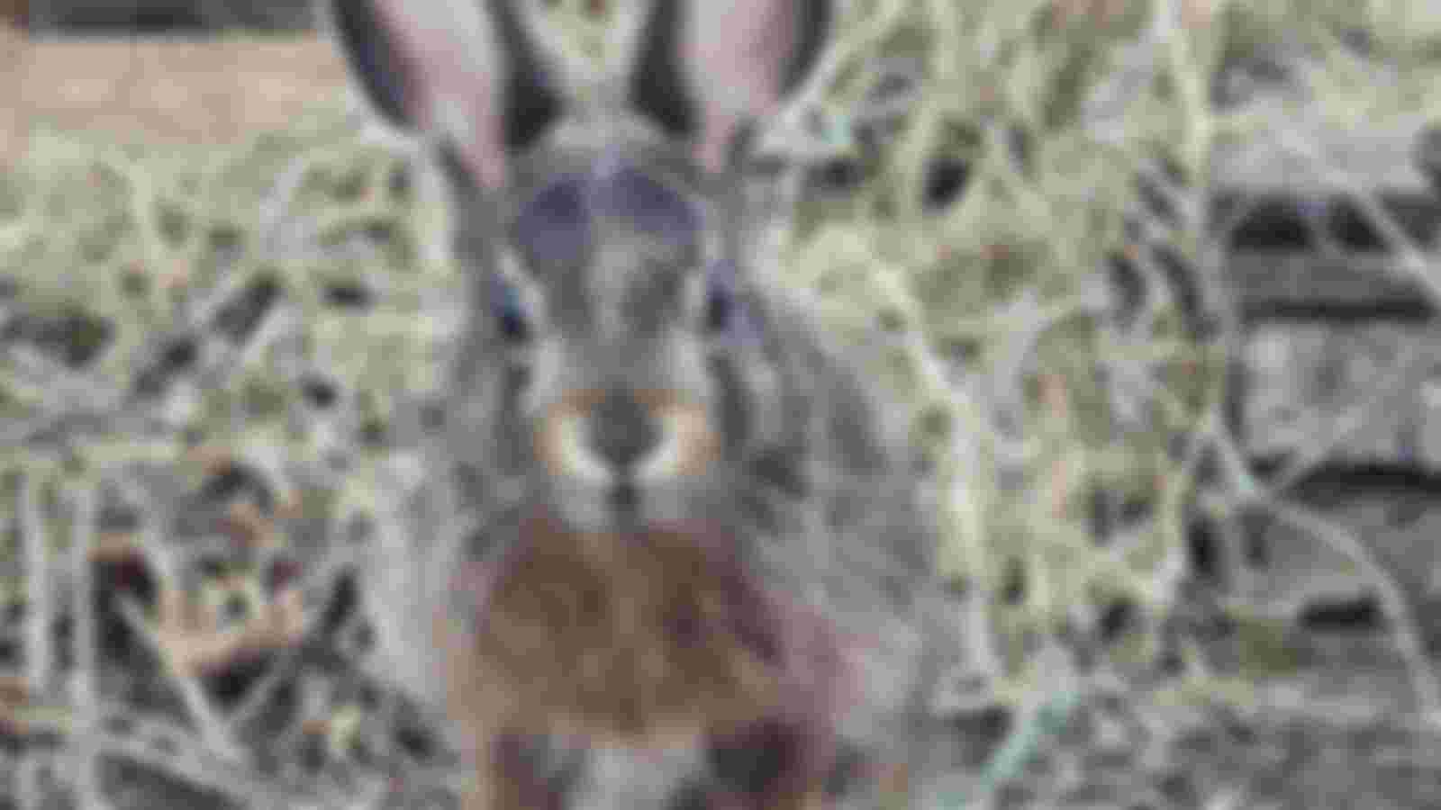 🌿 Doe eens wild! Word Educatievrijwilliger bij onze Wildopvang!