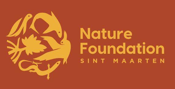 Sea Turtle Patrol with the Nature Foundation