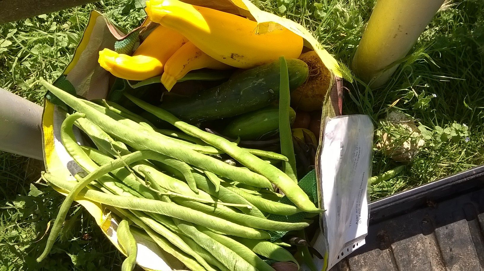 weekend volunteering opportunities