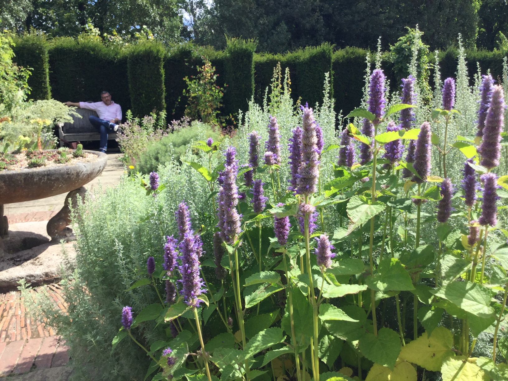 Cut Flower Garden Volunteer at Hitchin Youth Allotment
