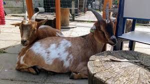 Wie wil er nou niet met dieren werken en knuffelen