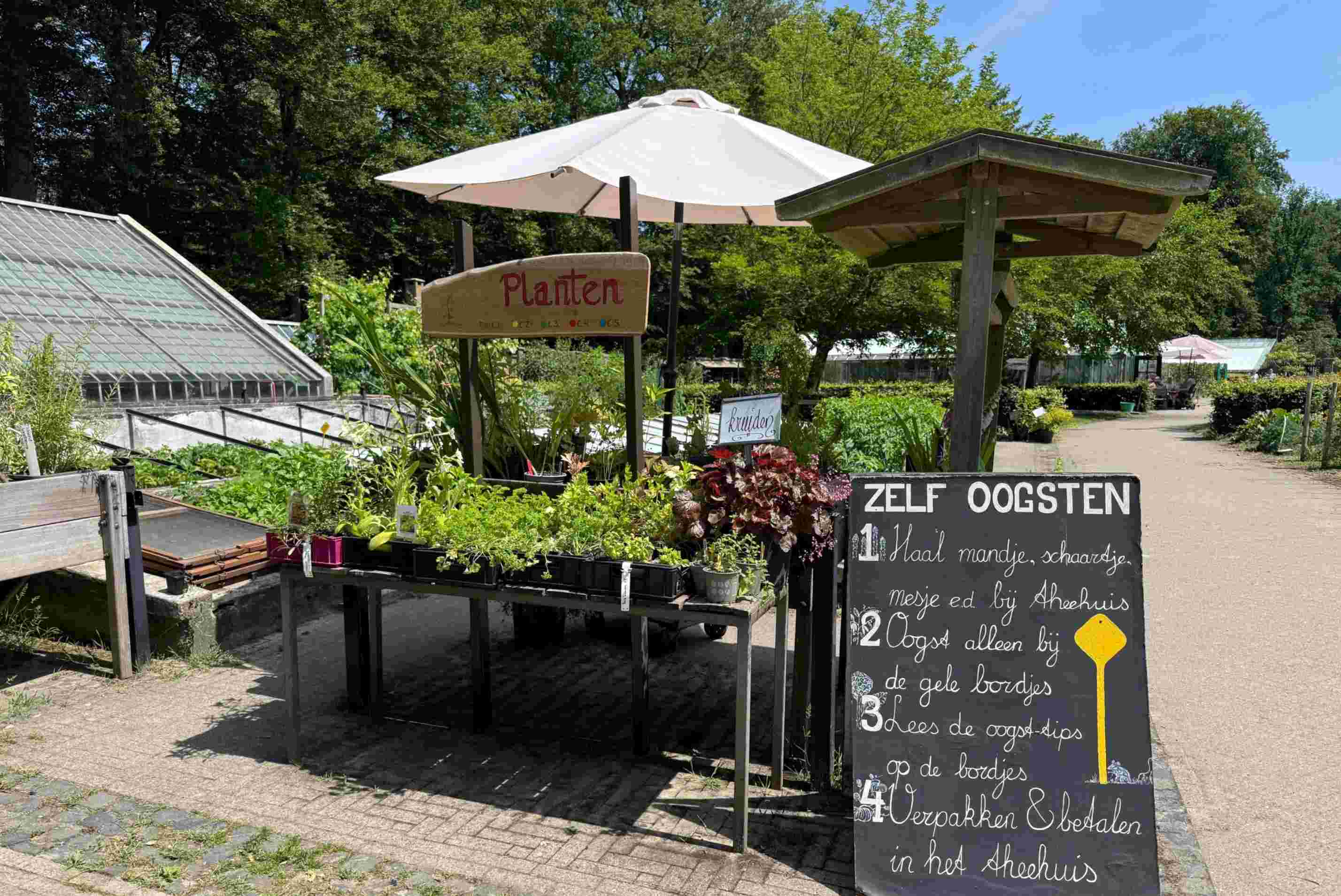 Helpen in het historische theehuis op zondag