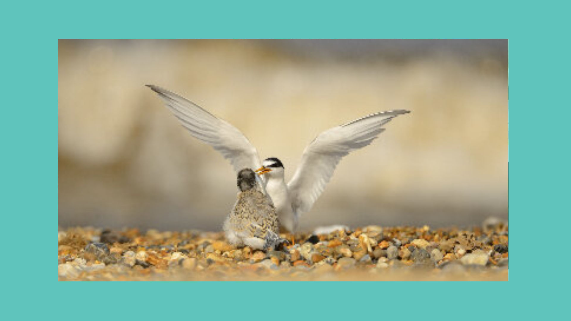 RSPB Beach Warden Volunteer