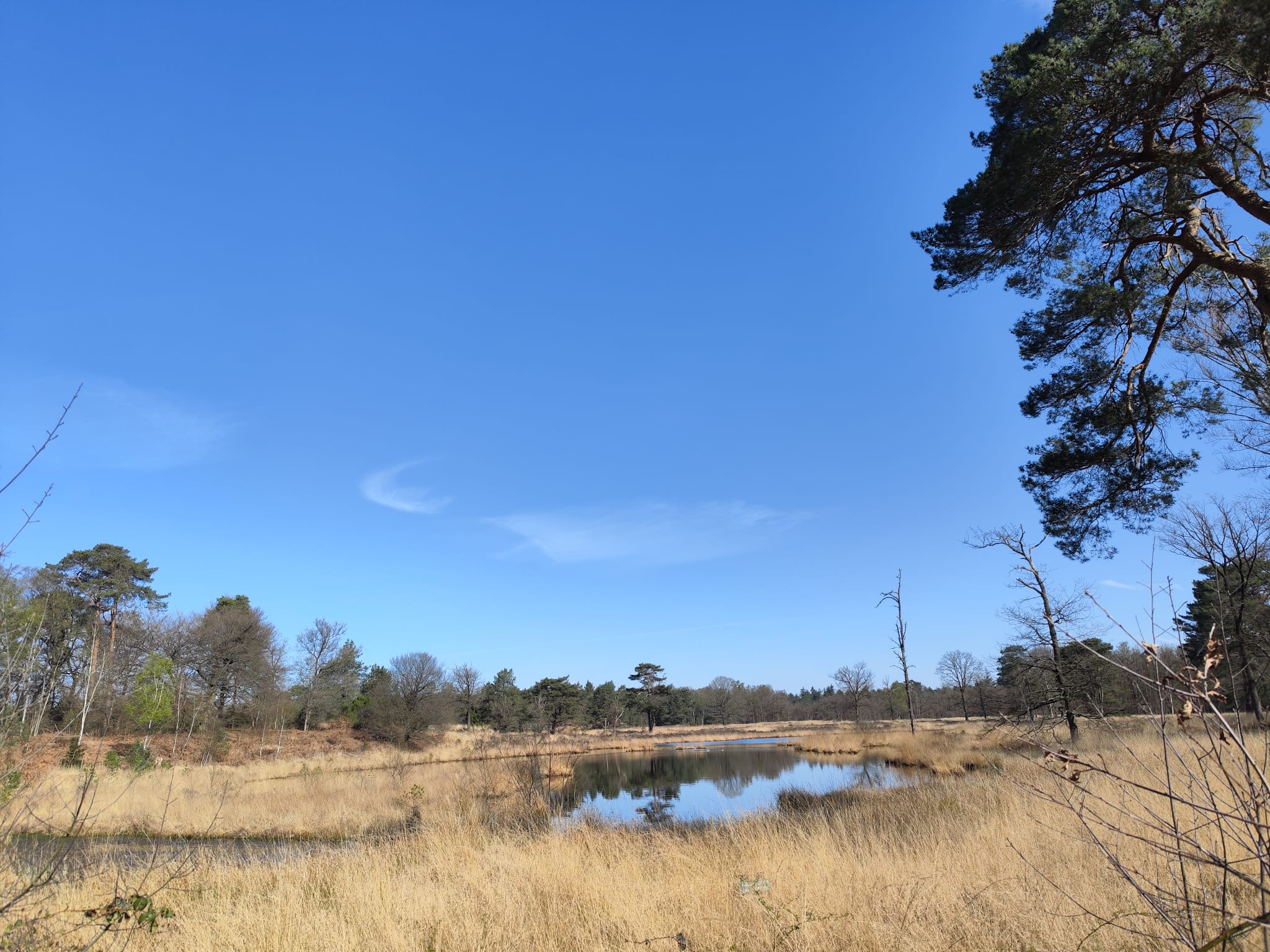 Dinsdagochtend wandelen met mensen met dementie op de Utrechtse Heuvelrug