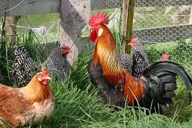 Vrijwilliger verzorging kippen