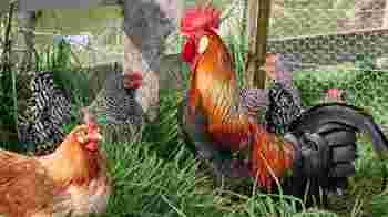 Vrijwilliger verzorging kippen