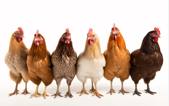 Vrijwilliger kippenverzorging samen met onze bewoners