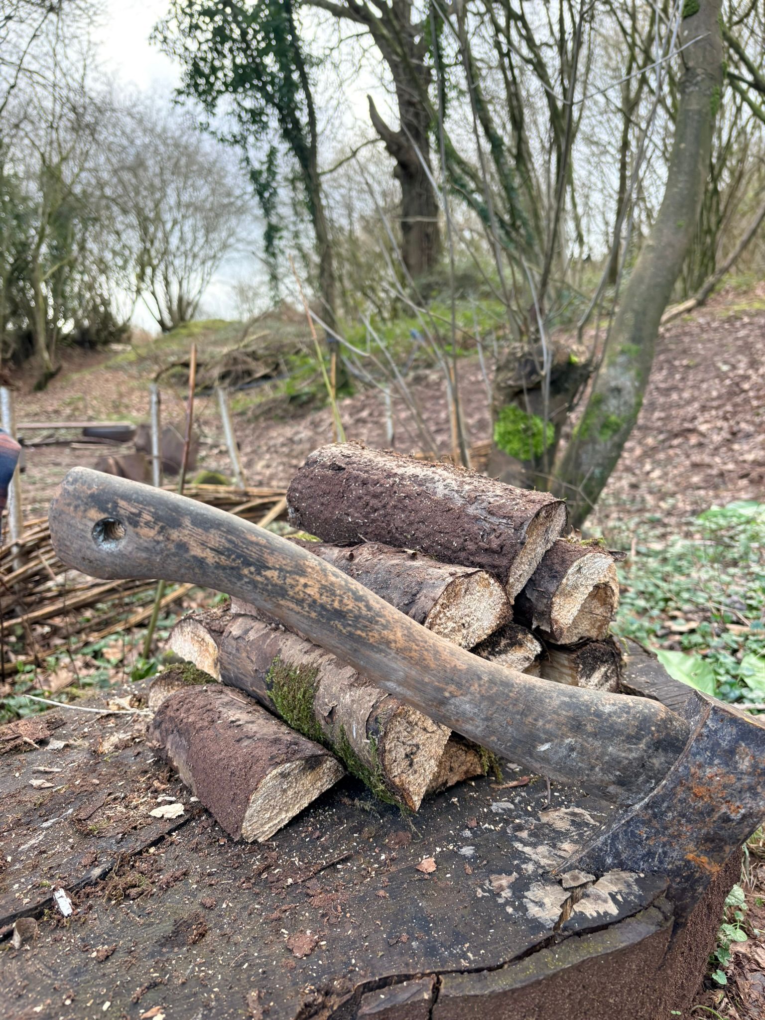 Volunteer Woodland Steward