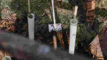 Tree Planting at Rory's Wood - Grafham Water