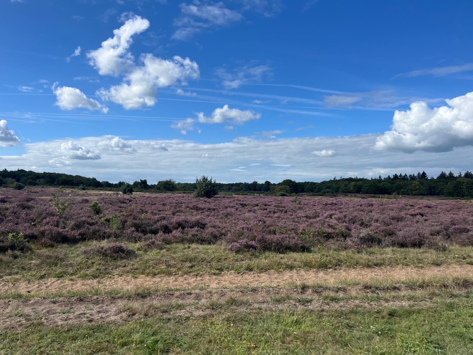Wandelmaatje gezocht voor Hans (58)