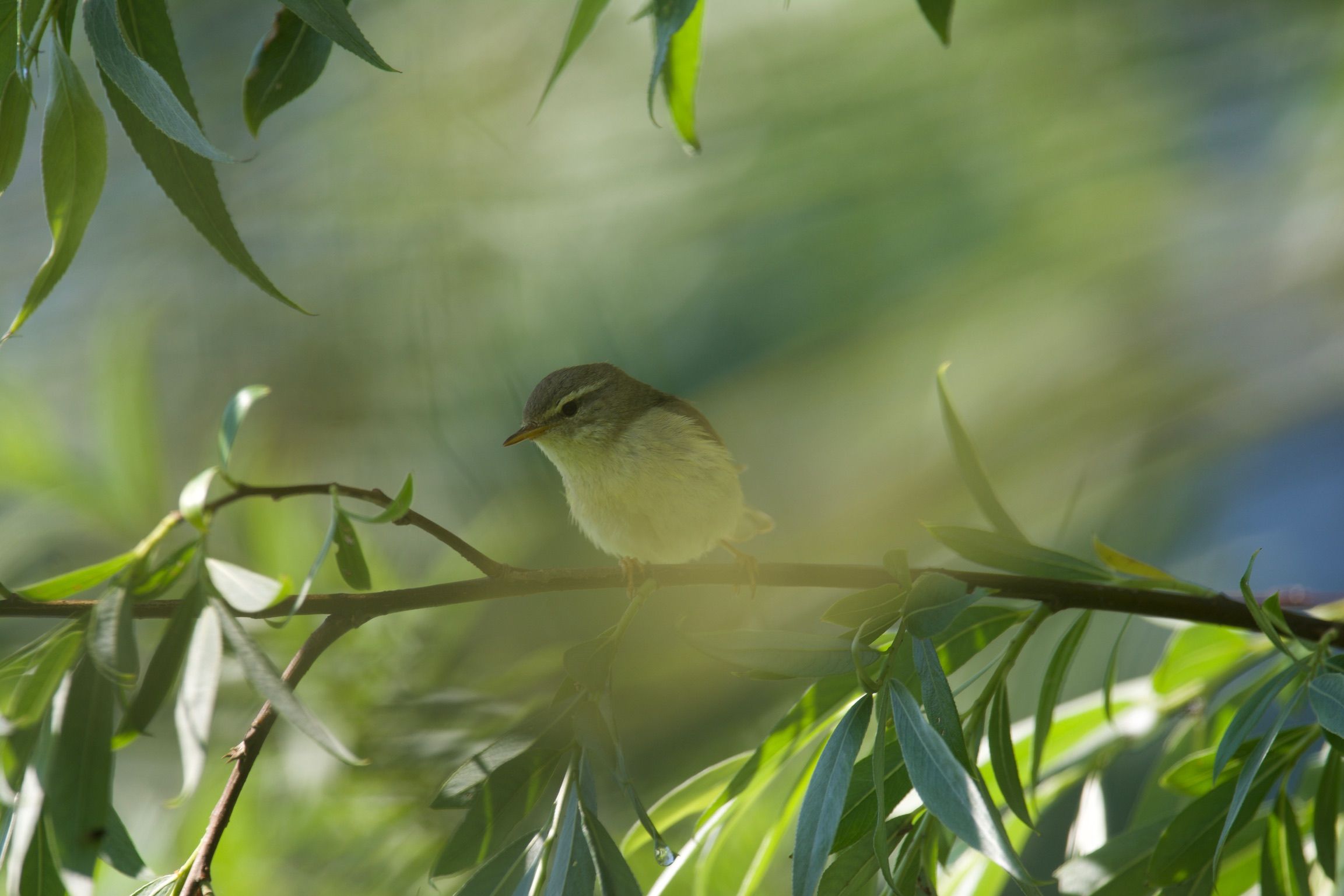 Voorzitter bestuur Vogelhospitaal Naarden