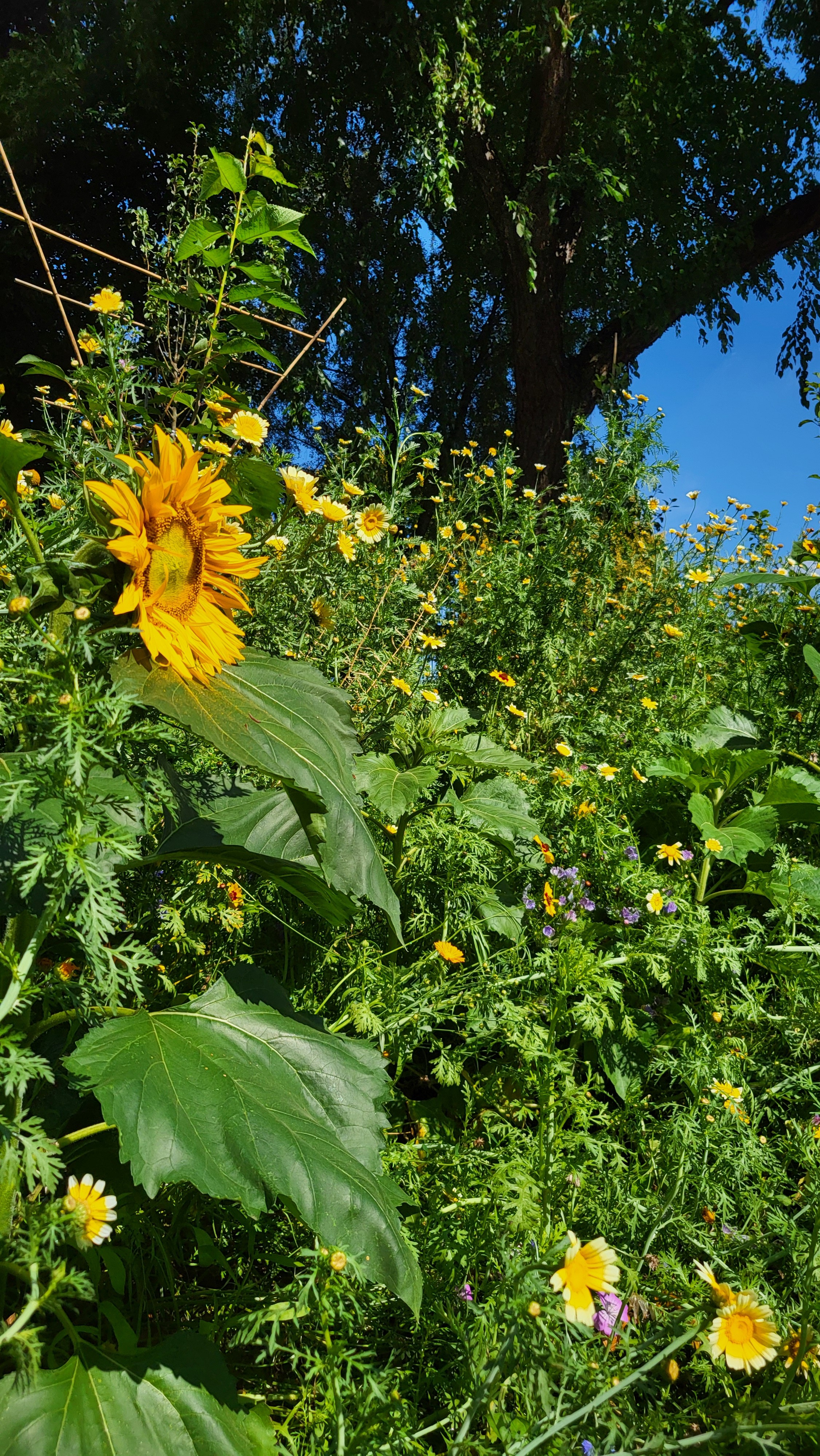 Vrijwilliger Boerderijtuin