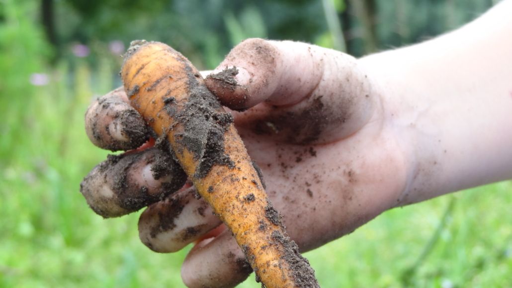 Begeleider schooltuinen gezocht