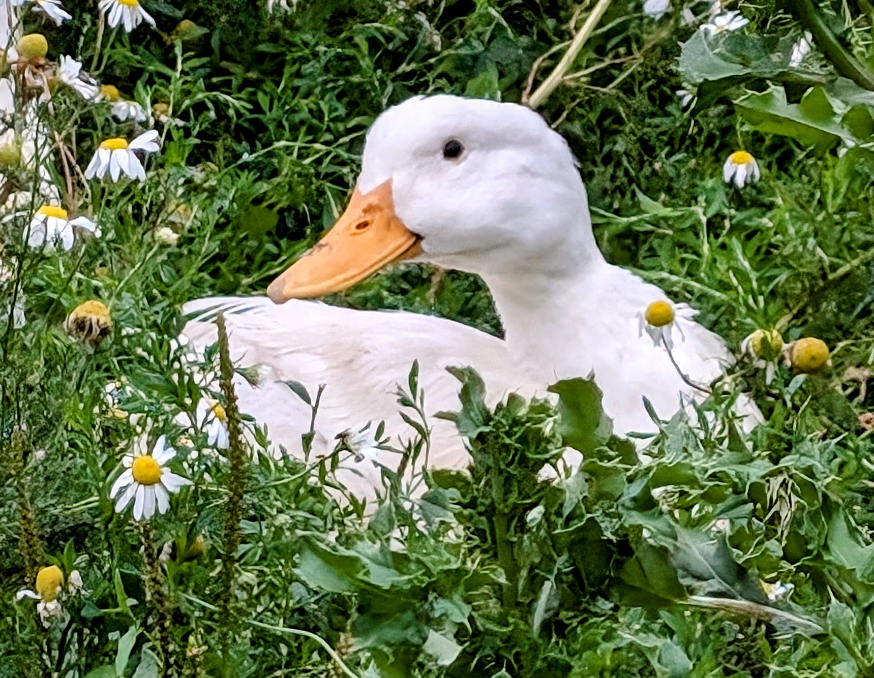 Grounds and gardening volunteer