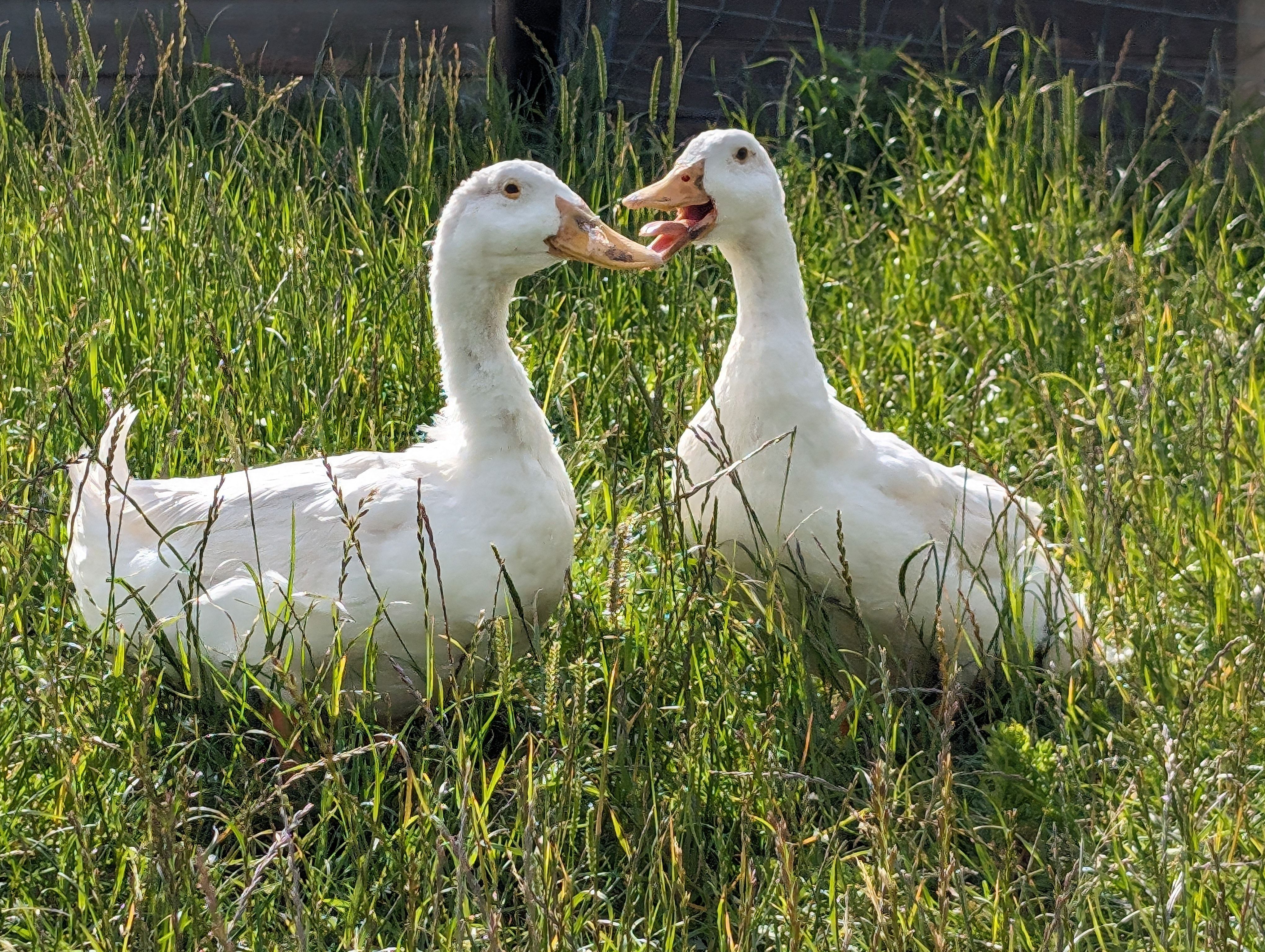 Administrator volunteer