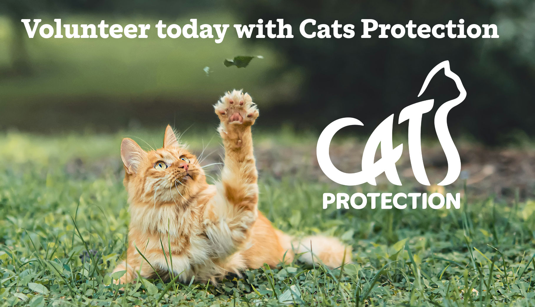 Cats Protection Fundraising & Events Volunteer