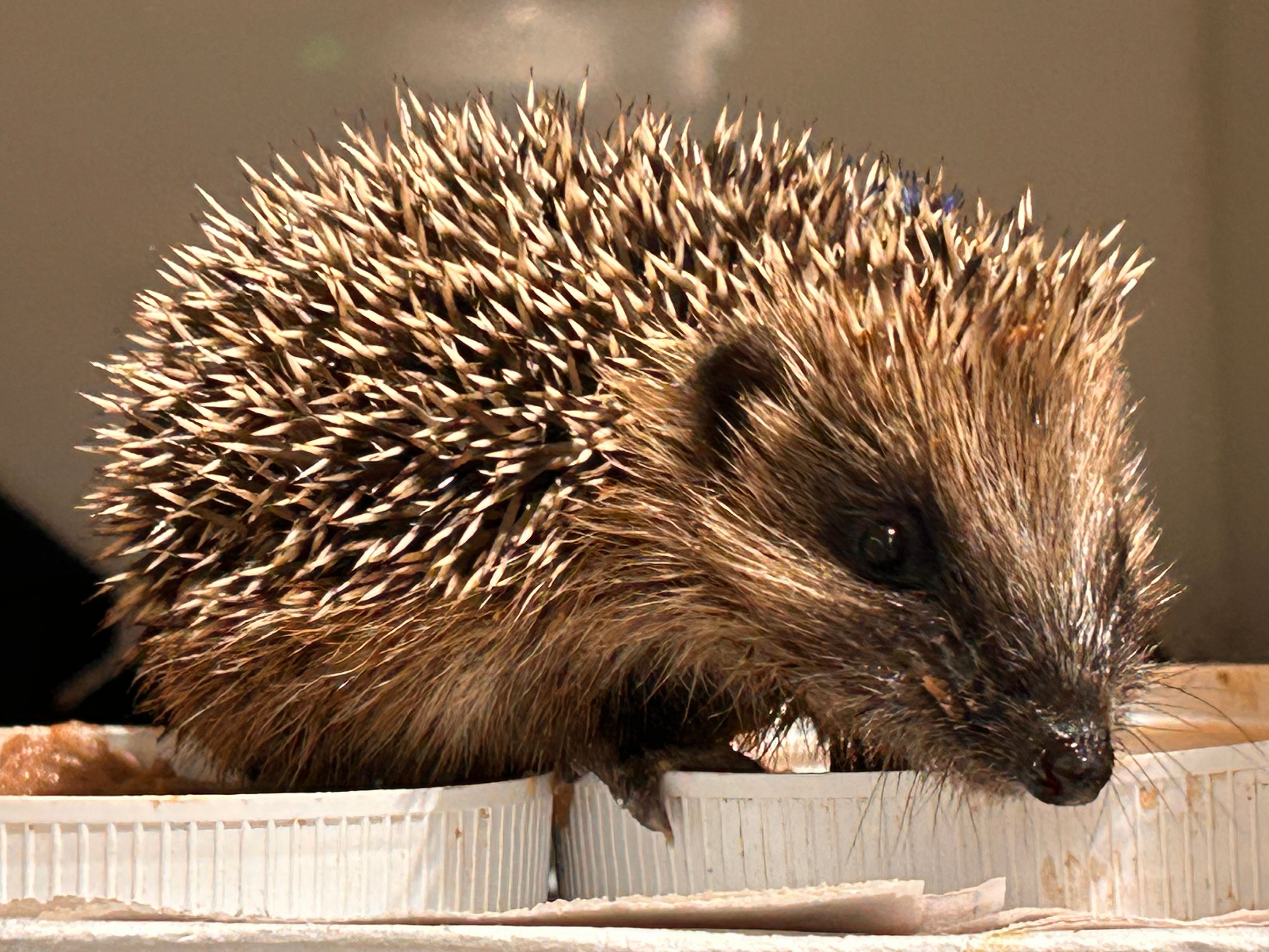 Afternoon Hedgehog Care Assistant 