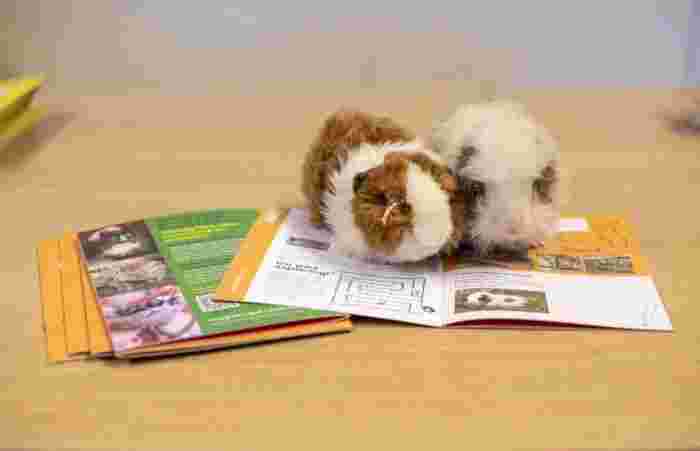 Volunteer Community Pet Speaker