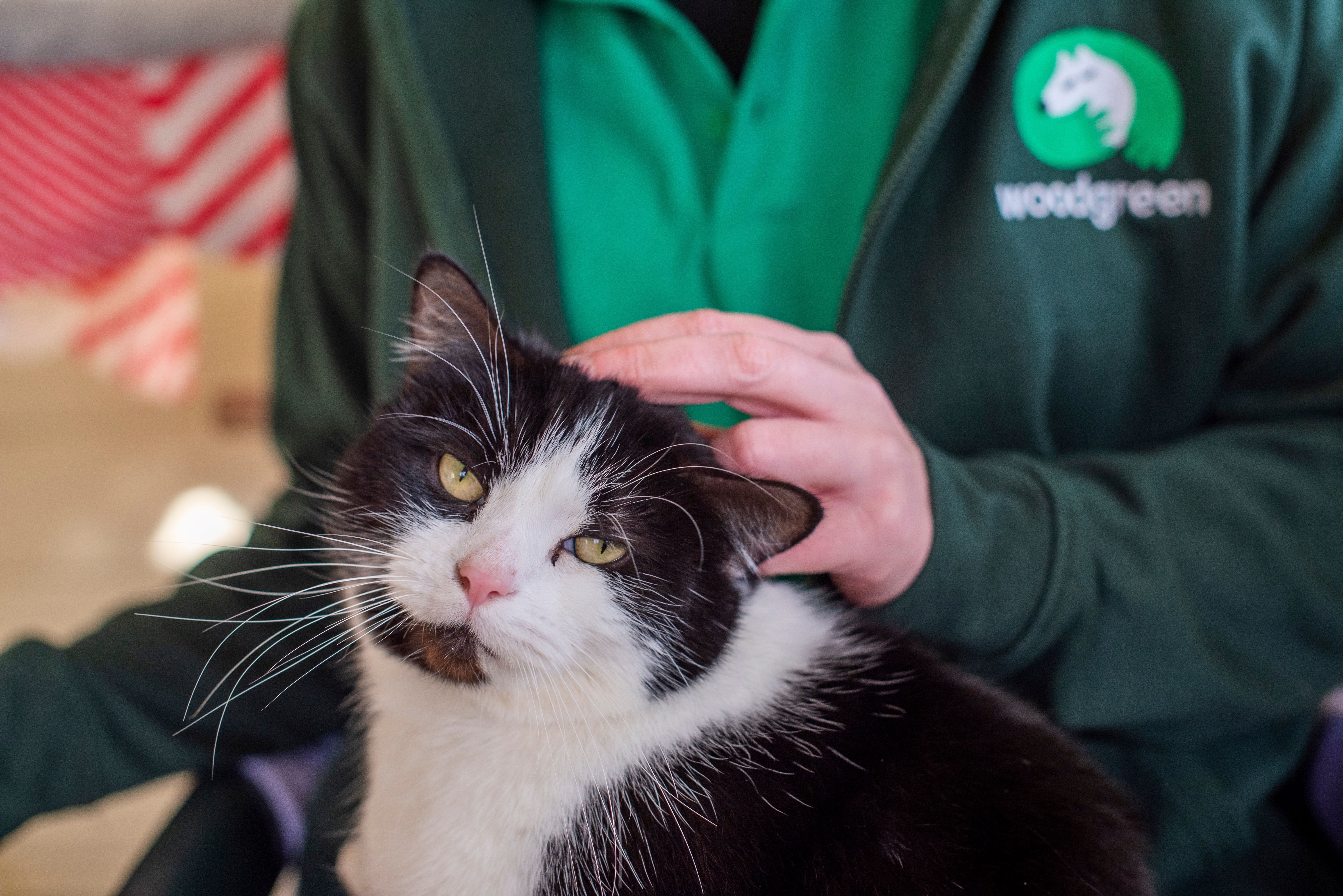 Pet Helpline Service - Call Handler