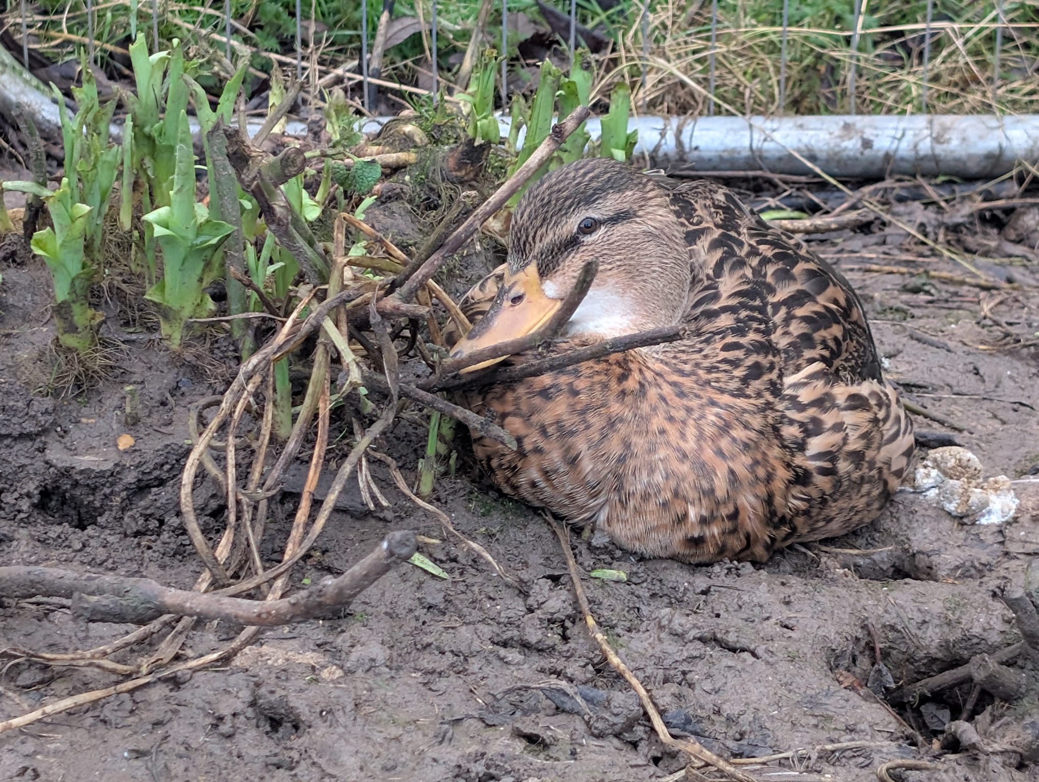 Volunteer with the ducks