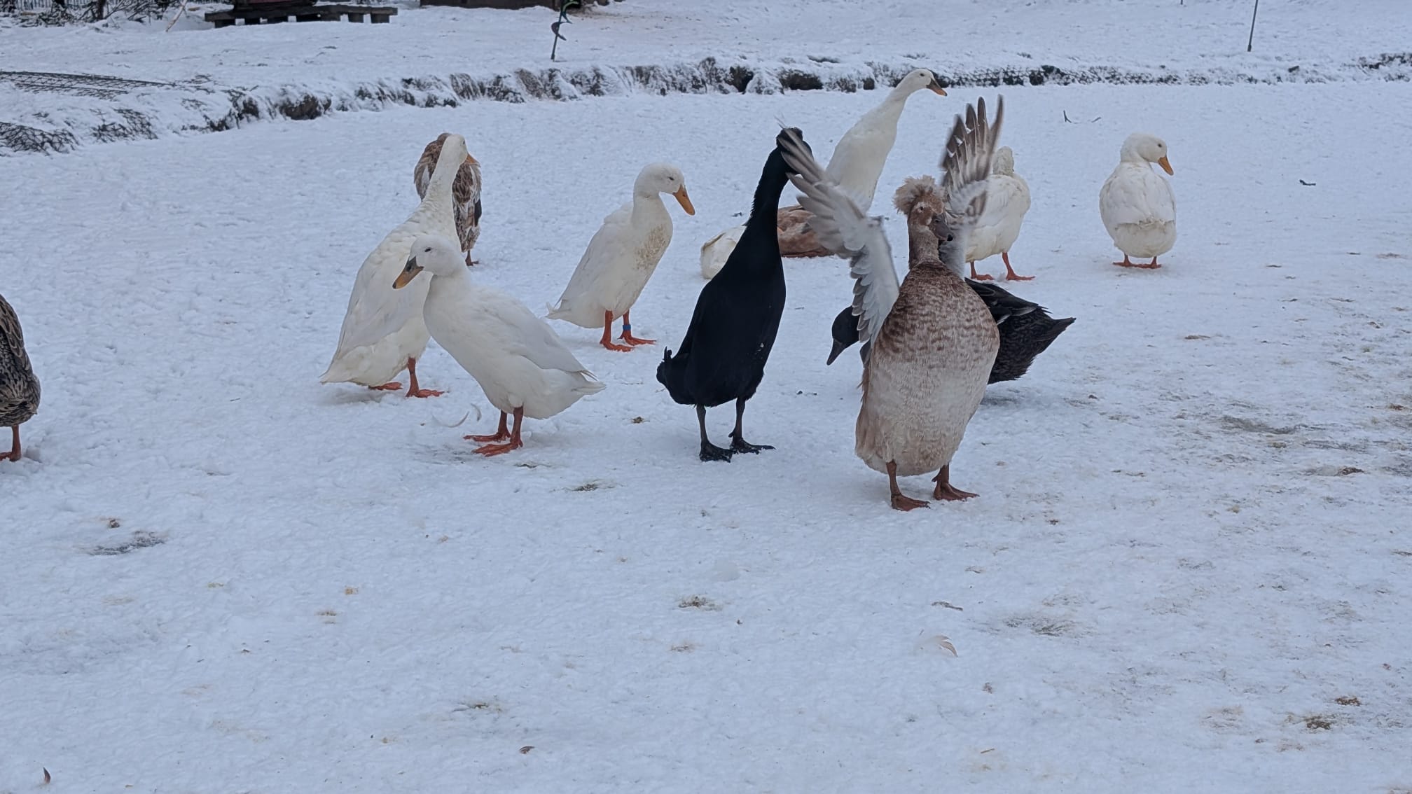 Administrator volunteer