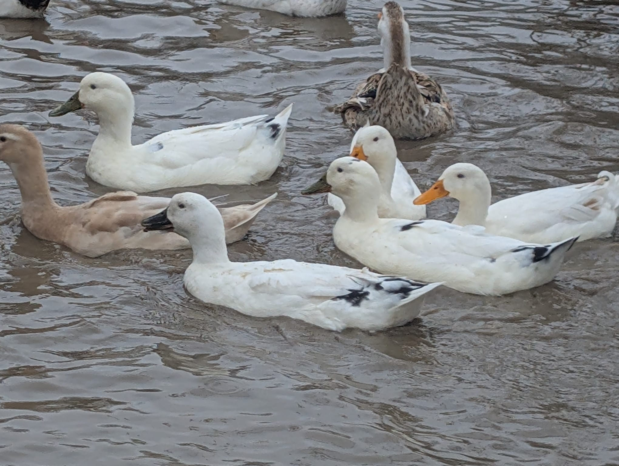 Grounds and gardening volunteer