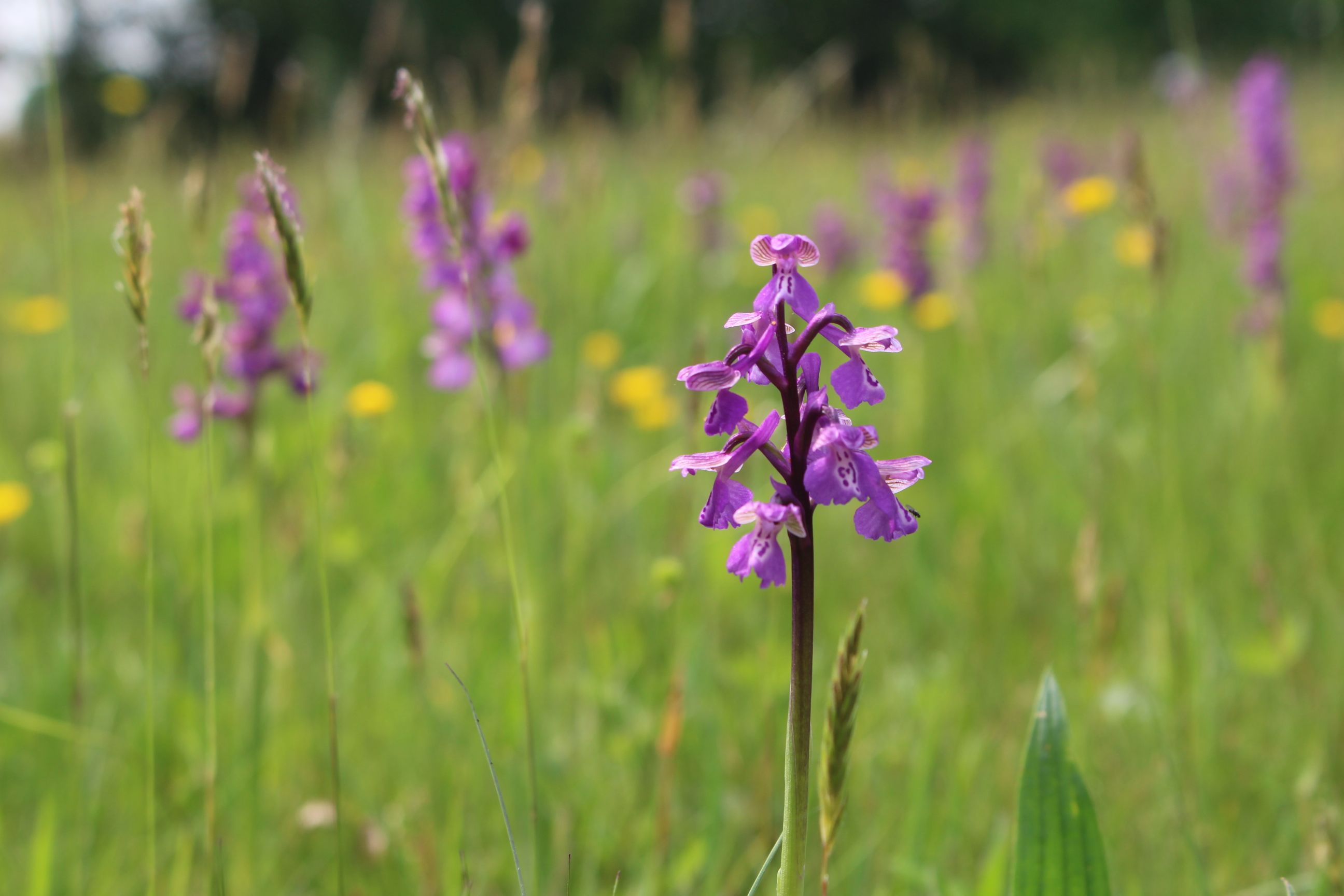 Youth Rangers of the Fen - Annual Orchid Count