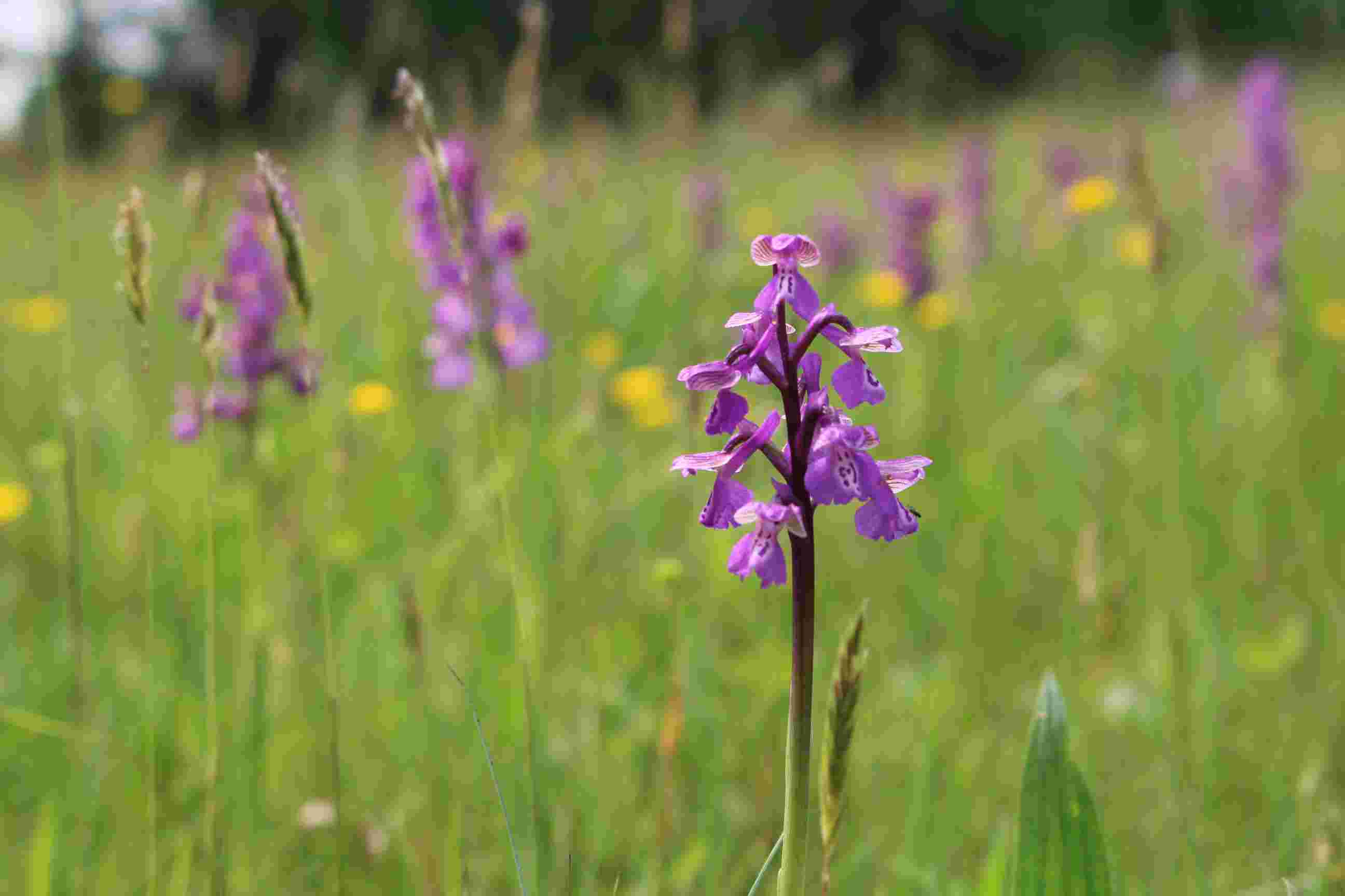 Youth Rangers of the Fen - Annual Orchid Count