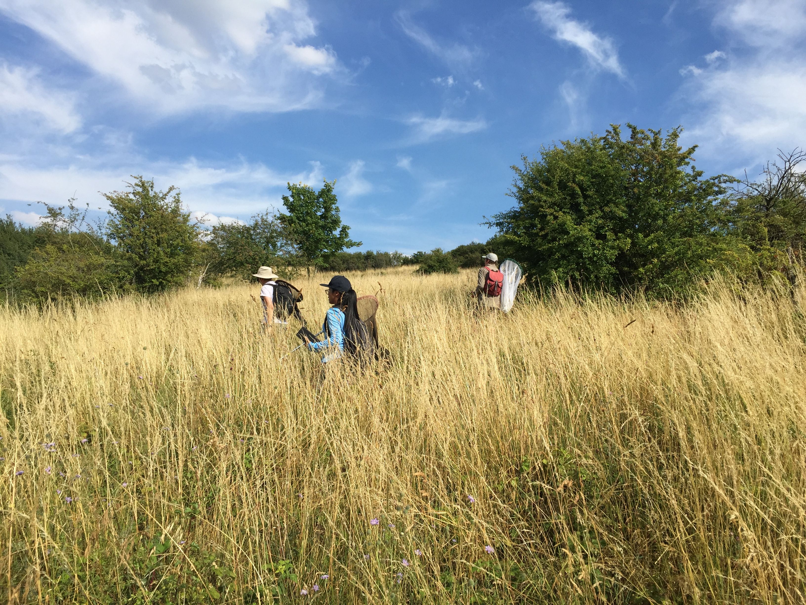 Youth Rangers of the Fen - Butterfly Survey