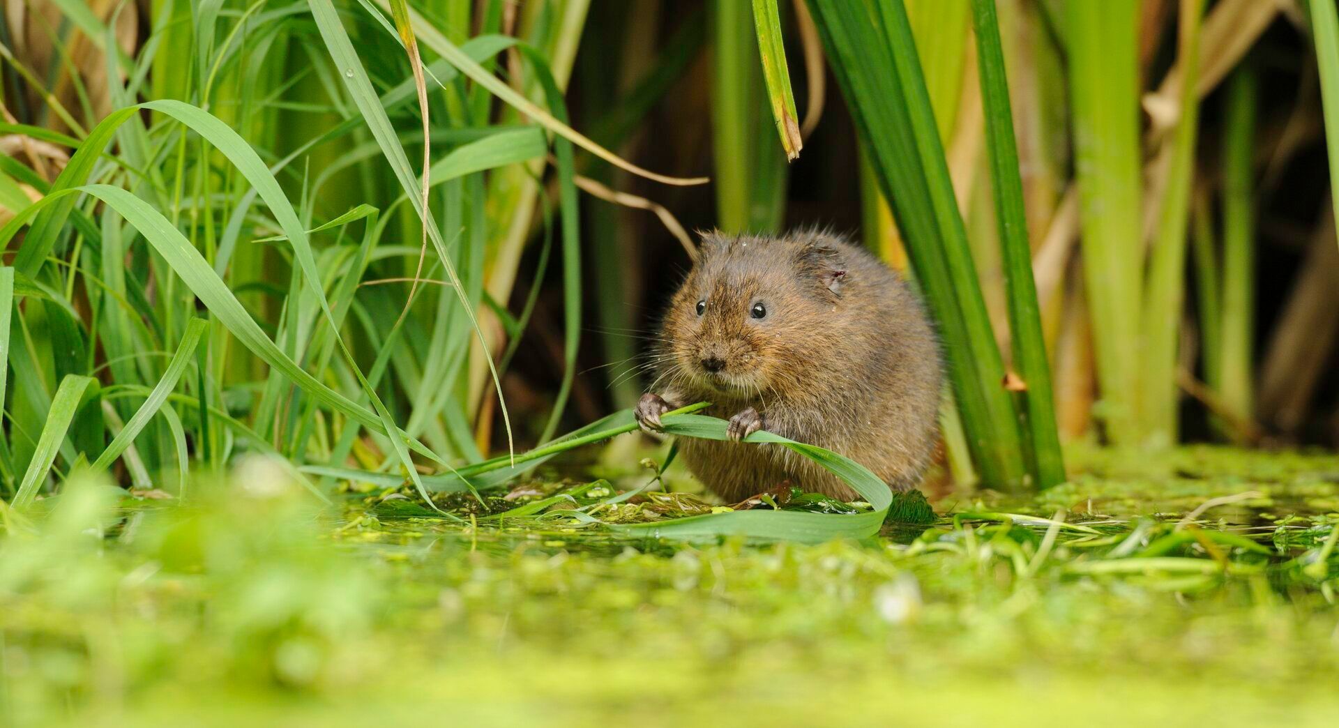 Water Vole Surveys