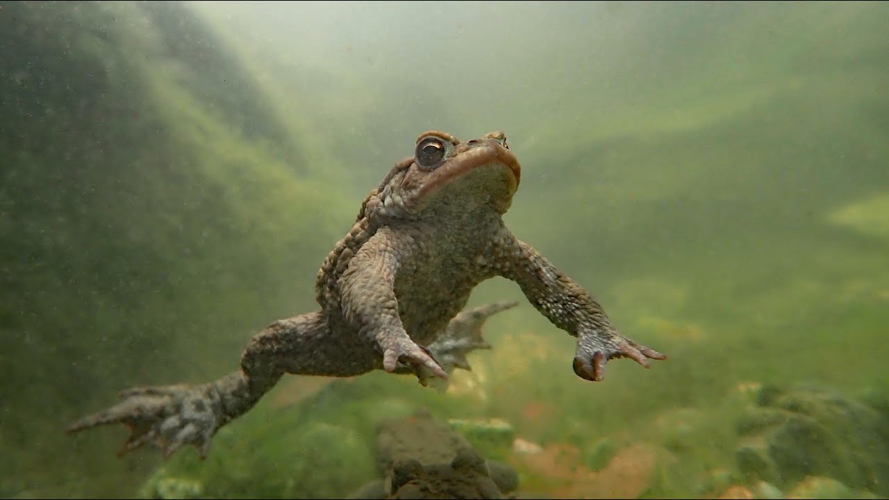 Help padden en amfibieën oversteken